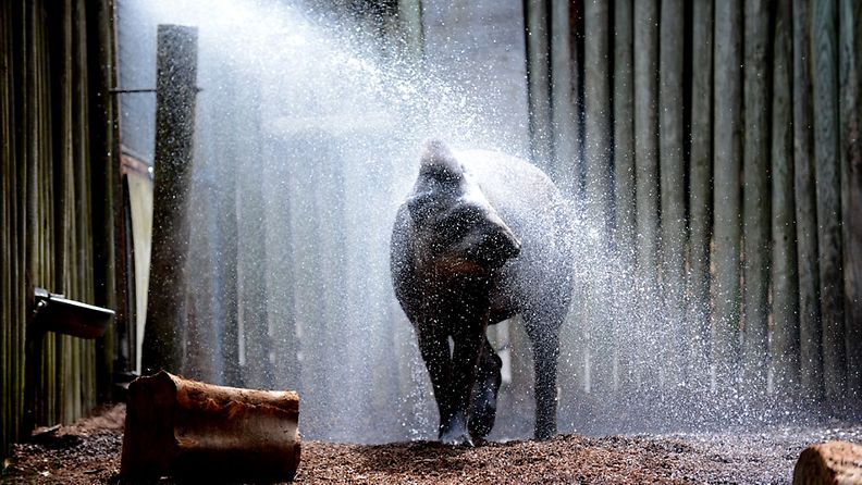 Brasilian tapiiri nauttii vilvoittavasta suihkusta Sydneyn Tarongan Eläintarhassa ennätyshelteissä 8.1.2013