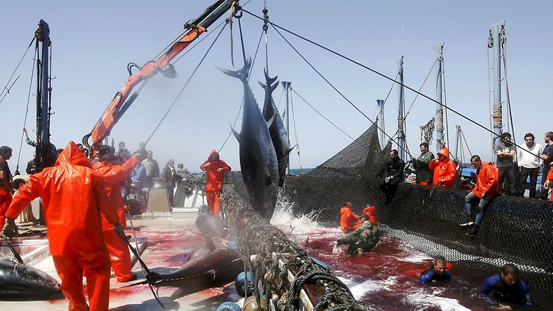 Tonnikalanpyyntiä Espanjan Cadizissa kalastussesongin aikaan. Kuva: EPA.