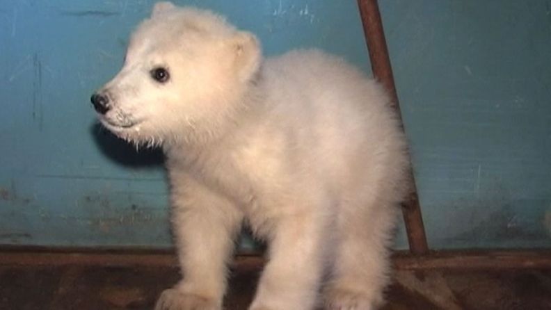 Venäjän itäosasta eläintarhaan poimittu orpo jääkarhunpentu. 25.4.2012