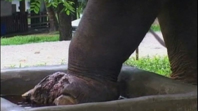 Maamiinaan loukkaantunut elefantti. APTN