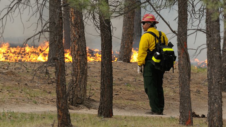 A firefighters watches a controlled burn on the southern perimeter of Black Forest, Colorado, USA, 13 June, 2013 as wildfires continued throughout the day.
