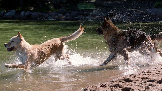 Koirat nauttivat kesästä uiden. (Lehtikuva)