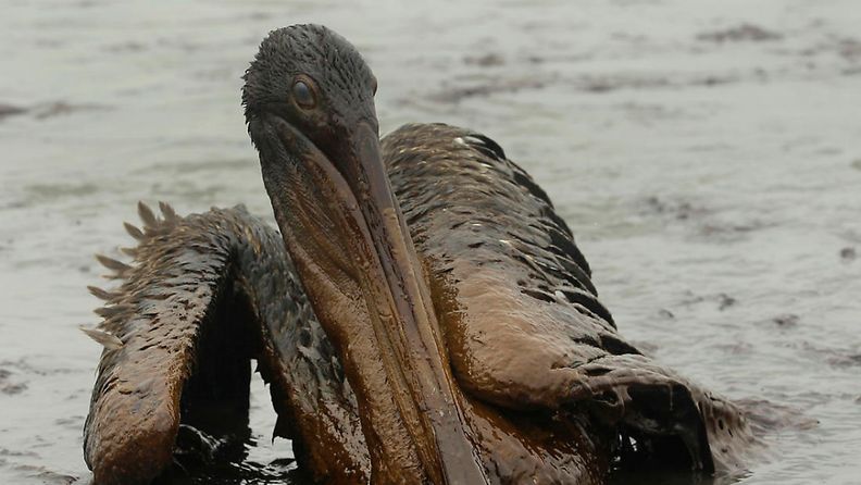 öljyonnettomuus, pelikaani