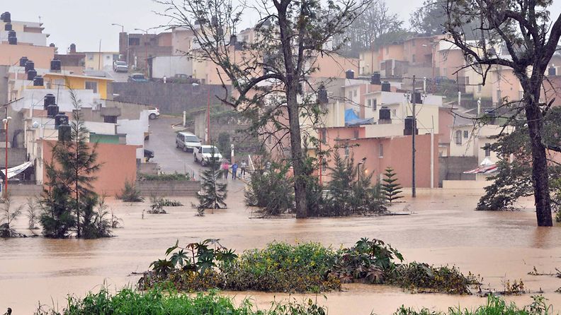 Arlene-myrskyn uhriluku kasvaa Meksikossa. 