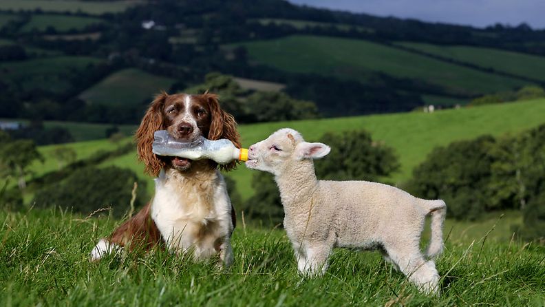 Brittiläinen Springerspanieli Jess ruokkii lammaskaveriaan.