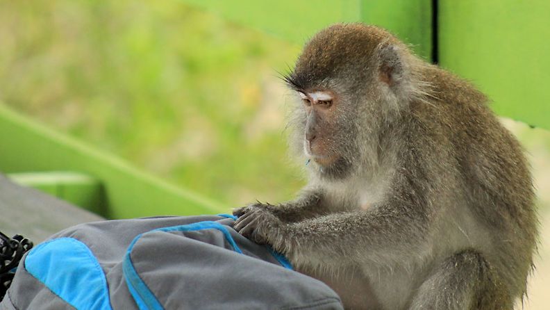 Apinat varastelevat turisteilta Balilla, Indonesiassa.
