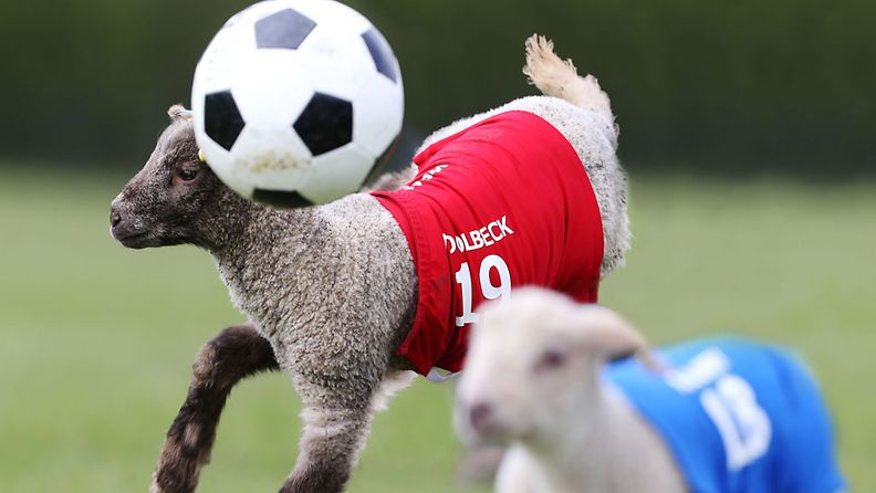 Lampaat pelasivat pääsiäisen kunniaksi Lambs Easter Football Predictionsissa!