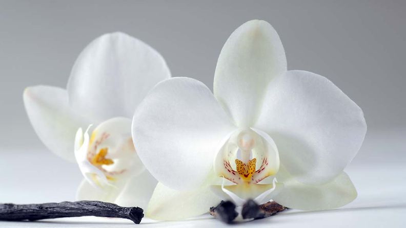 Vaniljaa saadaan orkidealajikkeesta, jonka nimi on Vanilla planifolia.