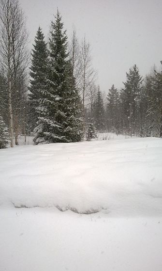 Lunta Sallan Pulkkaviidassa 29. huhtikuuta 2014. Lukijan kuva