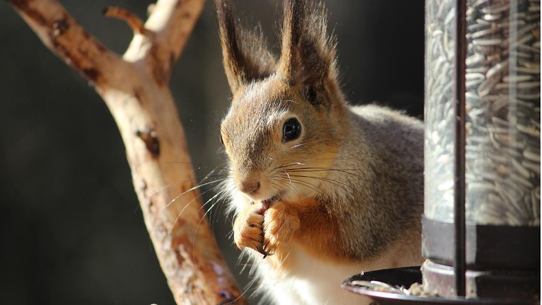 Orava kevätauringossa 25. huhtikuuta 2014. Lukijan kuva: Sinikka Kujala