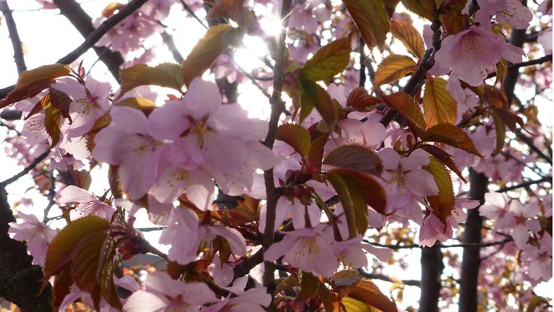 Kirsikkapuu kukassa Helsingissä 29. huhtikuuta 2014.