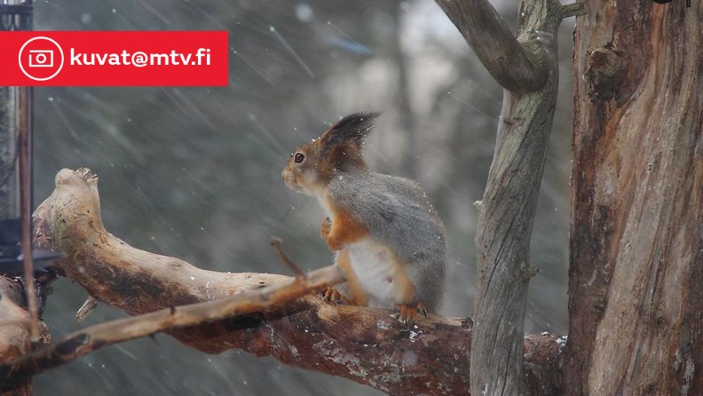 Orava tuulessa ja rae- ja lumituiskussa 2. toukokuuta 2014 Utajärvellä. Lukijan kuva: Sinikka Kujala