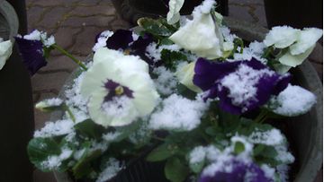 Orvokit lumessa Piikkiössä 5. toukokuuta 2014. Lukijan kuva: Sirpa Klang