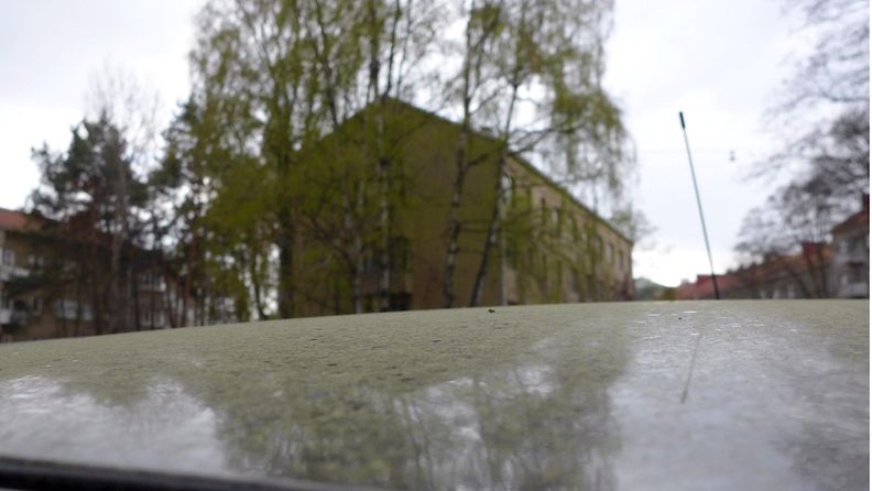 Siitepölyä auton katolla Helsingissä 29. huhtikuuta 2014.