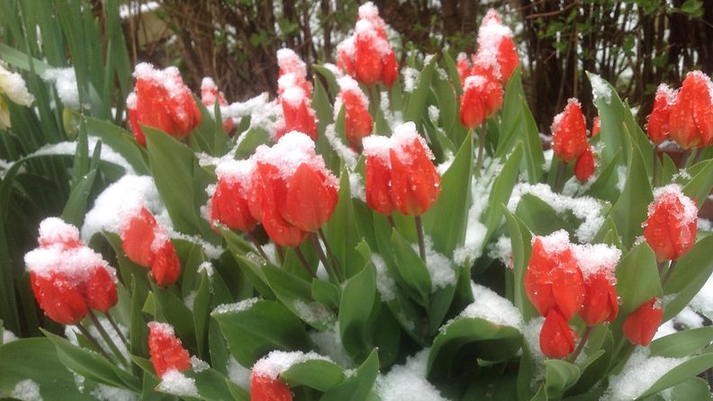tulppaanit, lumi, kevät, sää, Lukijan kuva