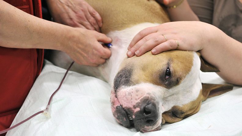Amerikanbulldoggi luovuttaa verta Pieneläinsairaalassa Helsingissä 12. marraskuuta 2008. 