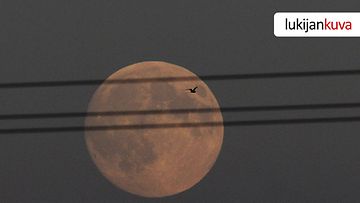 Superkuu on saanut monet tarttumaan kameraan. Tältä kuu näytti Siuntiossa auantaina 22.6 klo 22.33.