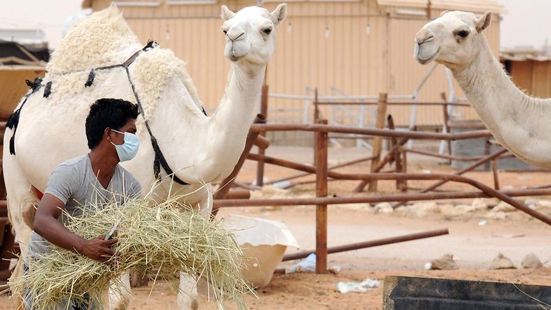 Mers-viruksen epäillään olevan peräisin Saudi-Arabian kameleista