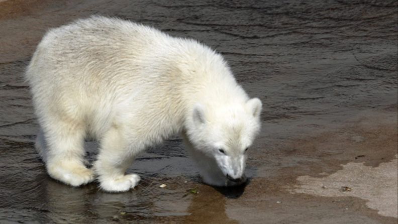 Ranuan eläinpuiston marraskuussa syntynyt jääkarhunpentu on kasvanut jo 30-kiloiseksi. Pennun mielipuuhaa ovat vesileikit.