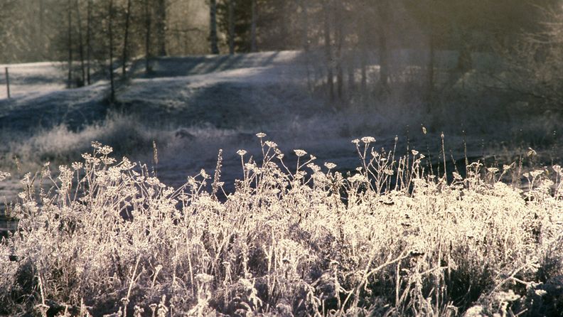 Kuuraisia talventörröttäjiä myöhäissyksyn kylmässä auringonvalossa lokakuussa 1978.