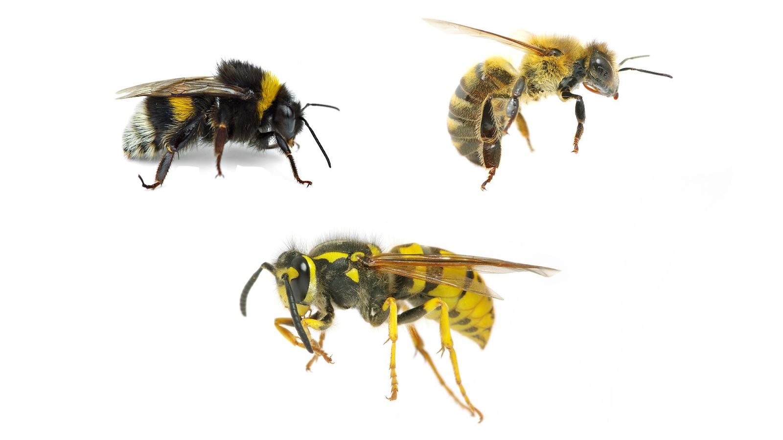 Ampiainen, mehiläinen, kimalainen – erotatko pistiäiset toisistaan? -  