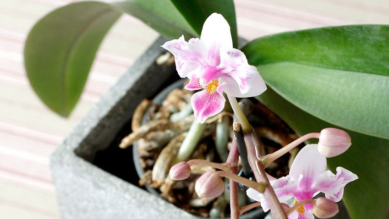 orkidea3