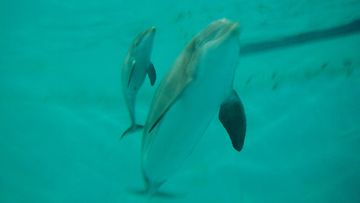 delfinaario Tampere delfiini