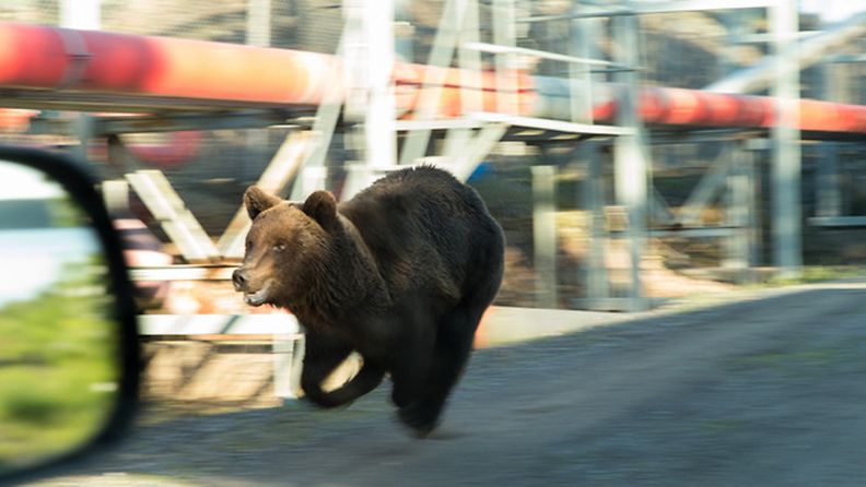 Valokuvaaja Jan Wessberg onnistui ikuistmaan Porissa liikkuneen, poliisin vaaralliseksi luokitteleman karhun.