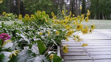 Lunta maassa Kemijärvellä 17. kesäkuuta 2014. Lukijan kuva: Juha Laiti