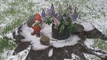 Talvi tuli kesän keskelle, Kangasala 17. kesäkuuta 2014. Lukijan kuva: Aimo Salo