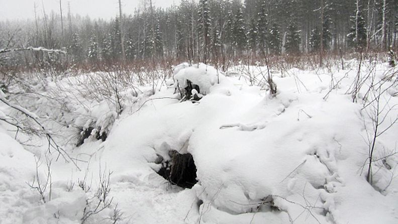 Ammuttu karhu Orivedellä 30. tammikuuta 2013. Karhu hyökkäsi metsästäjän kimppuun keskiviikkona Orivedellä Pirkanmaalla