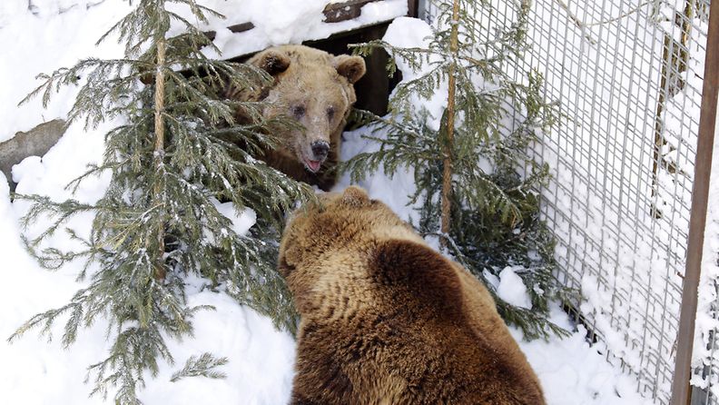 Ranuan eläinpuiston ruskeakarhut Jehu ja Malla pääsivät nuuskimaan kevättalven tuulia 19. helmikuuta 2013, kun niiden pesäluukut oli avattu. Karhujen marraskuun puolessa välissä alkanut talviuni päättyi tänä vuonna hiukan normaalia aikaisemmin.