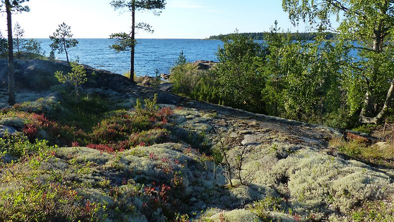 Karhin kalliorannan jäkälämaisema Lohtajalla 5.8.2013