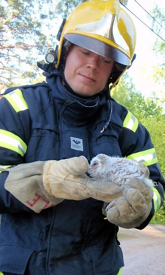 Pelastuslaitos suorittaa lähes päivittäin eläimen pelastamisia puusta, mutta keskiviikkoiltana 23. toukokuuta 2012 tehtävänä oli palauttaa eläin puuhun. Lehtopöllön poikanen oli pudonnut pesäpuustaan Raaseporissa. 
