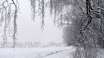 Lumipyryä Fallkullassa Helsingissä 2. tammikuuta 2012.