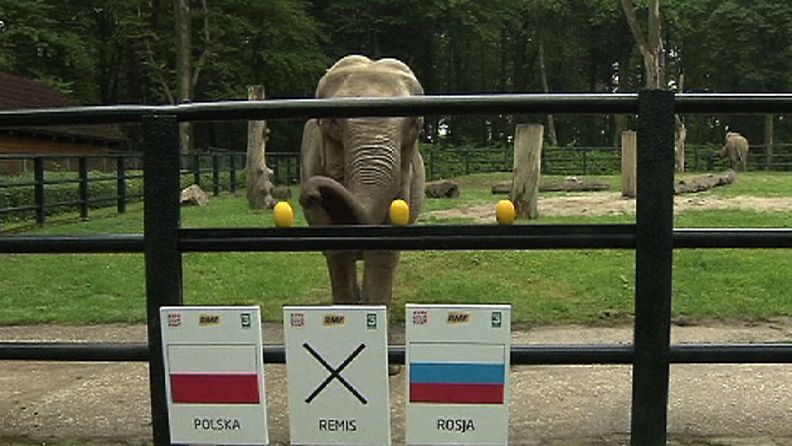 Citta-elefantti ennusti EM-kisojen lopputuloksia Krakovan eläintarhassa.