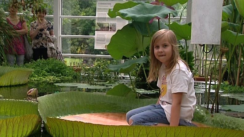 Helsingissä Kaisaniemen kasvitietellisen puutarhan jättilumpeen lehti on kasvanut niin isoksi, että se kantaa jopa 70 kilon painon.
