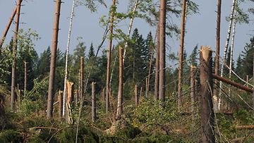 Asta-rajuilma heinäkuussa 2010 tuhosi metsää muun muassa Rantasalmella.