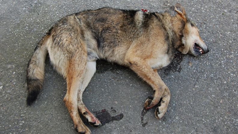 Pohjois-Karjalan poliisilaitos määräsi Venäjältä Suomeen tulleen koiraeläimen lopetettavaksi 4. heinäkuuta 2012.
