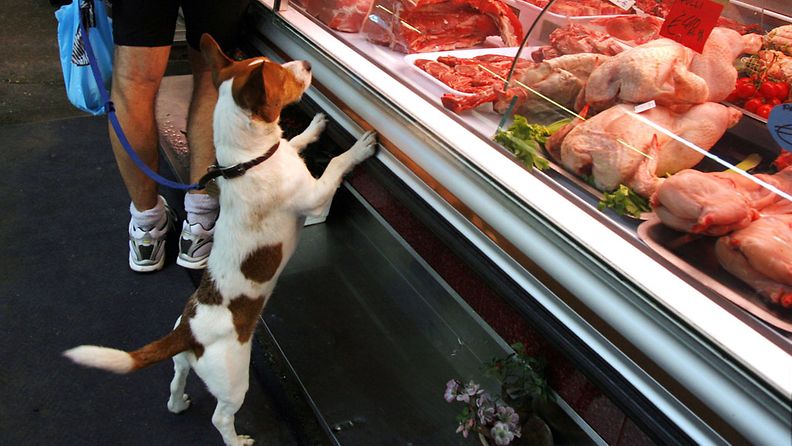 Koira lihakaupassa ||| Dog in a butcher's shop.