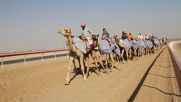 kilpakameleita koulutetaan kavelyttamalla, kameleilla on viltit paalla jotta ne hikoilisivat ja laihtuisivat  (1)