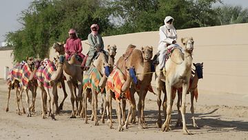 kilpakameleita koulutetaan kavelyttamalla, kameleilla on viltit paalla jotta ne hikoilisivat ja laihtuisivat  (2)