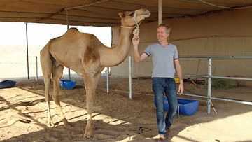 Pentti Koivistolla on lammin suhde kameleihinsa  (4)