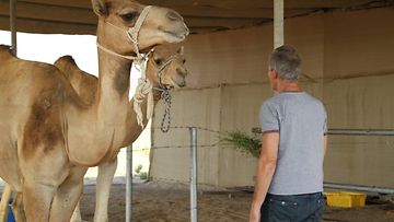 Pentti Koiviston kamelit herkuttelevat suomalaisella heinalla