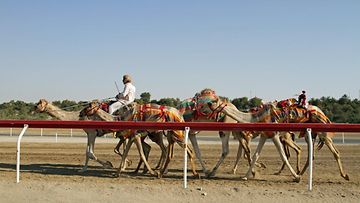 robottiohjastajia kaytetaan myos harjoitustilanteessa jotta kameli tottuu robottiin (1)