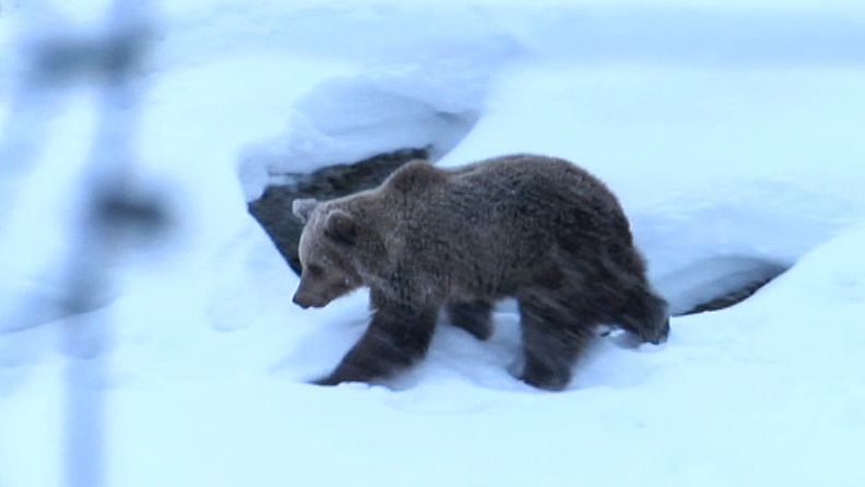 Malla-karhu muutti Ähtäristä Ranualle.