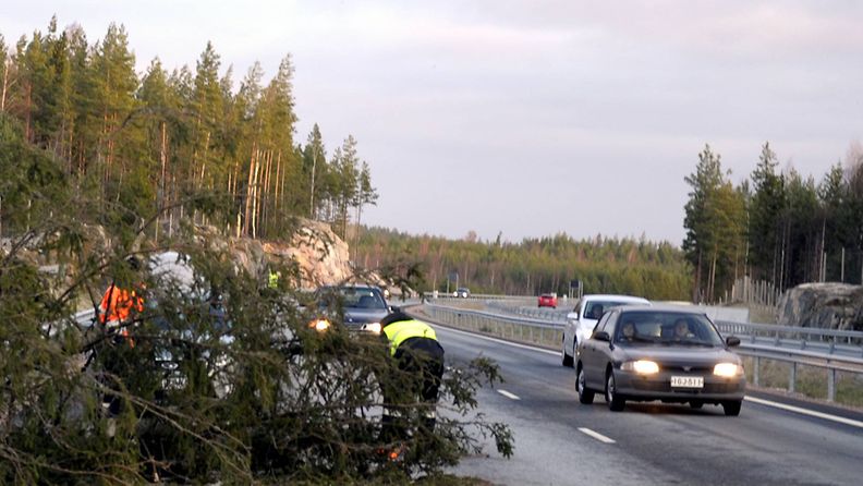 Tapaninpäivän myrsky kaatoi puun Turku-Helsinki-moottoritielle liito-oravistaan tunnetussa Kruusilassa.
