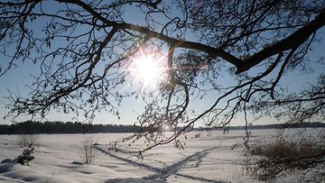 Aurinkoinen talvipäivä Helsingin Munkkiniemessä. Kuva: Raili Kinnunen