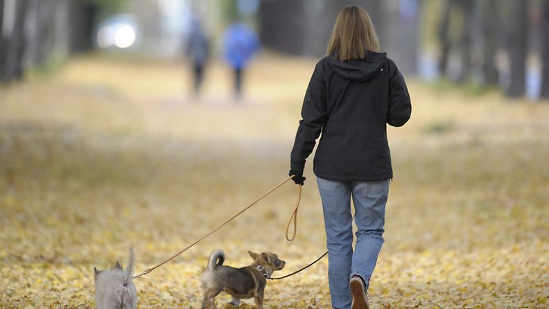 Nainen ulkoiluttaa koiria syksyisessä puistossa 14. lokakuuta 2012.