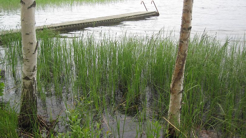 Vesi peitti koivujen juuret Päijänteellä 24. kesäkuuta 2012.
